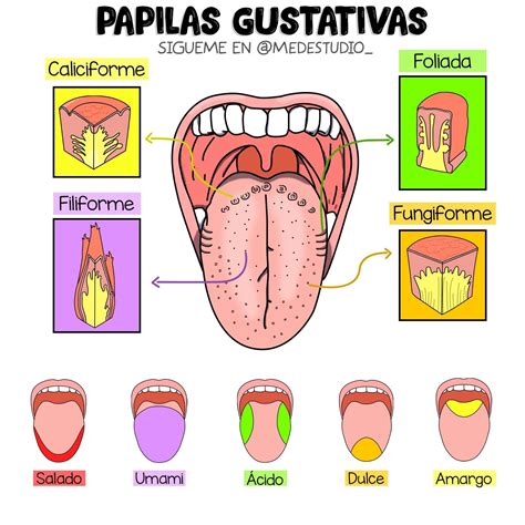 Que Son Las Papilas Gustativas - Image to u