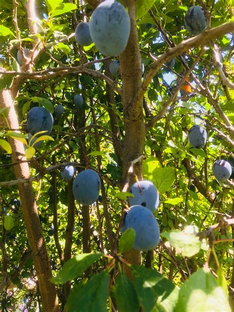 Transplanting Plum Trees