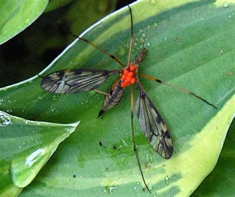 Crane Fly with Mites and Red Spotted Purple - What's That Bug?