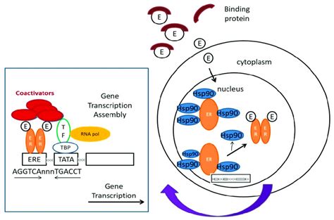 The molecular mechanisms for the actions of estrogen receptors [9-11]. | Download Scientific Diagram