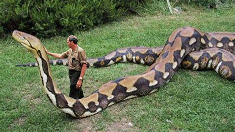 ShukerNature: CUTTING A PHONEY MEGA-PYTHON DOWN TO SIZE - OR, EXPOSING ANOTHER FAKE SNAKE