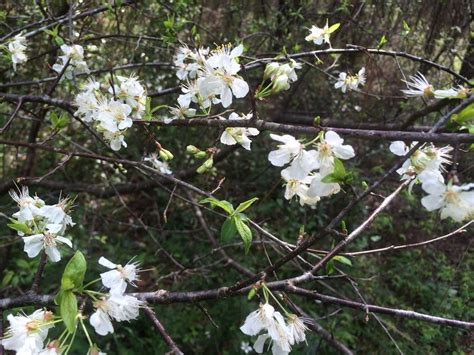 Prunus angustifolia Chickasaw Plum | Prunus, Native plants, Spring flowers