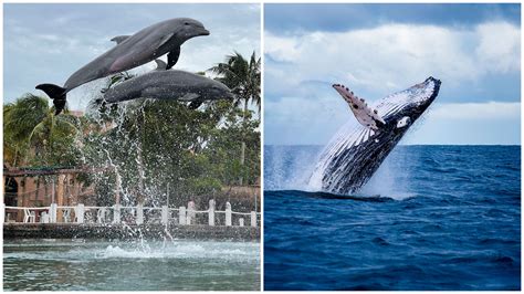 Differences between Dolphins and Whales | Dolphin Discovery Dolphin Discovery | Blogs