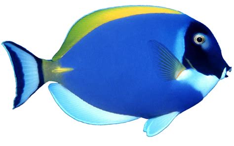 Fish HD PNG Transparent Fish HD.PNG Images. | PlusPNG