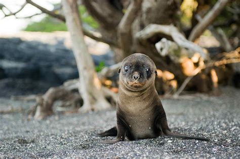 10 Facts About Seals and Sea Lions