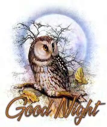 Good night, Owl and Night on Pinterest