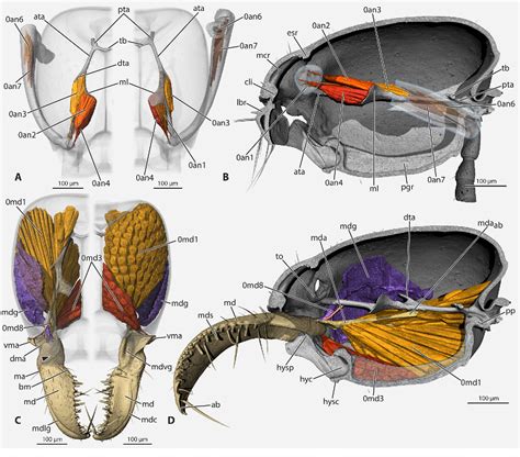 Figure 14 from The head anatomy of Protanilla lini (Hymenoptera: Formicidae: Leptanillinae ...