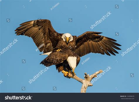 American Bald Eagle Pair Mating Stock Photo (Edit Now) 124990670