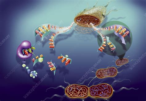 Genetics, dna - Stock Image - C004/4363 - Science Photo Library