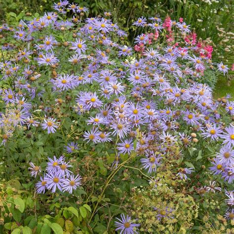 10 Best Plants for a Rain Garden — The Family Handyman