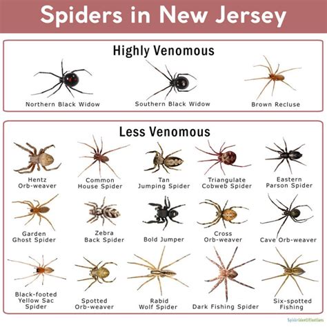 Spiders in New Jersey: List with Pictures