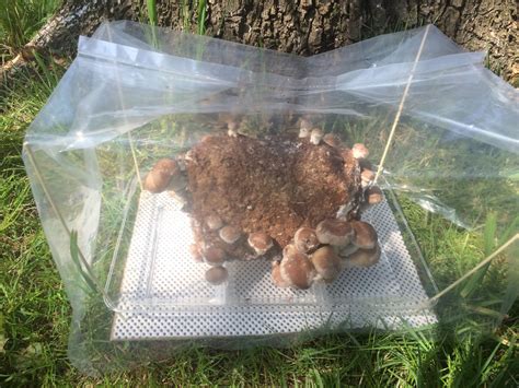 Organic Shiitake Grow Kit | Whole Earth Harvest