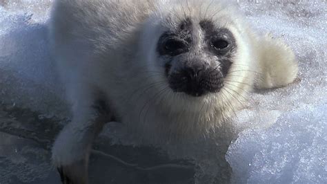 Seal | mammal | Britannica.com