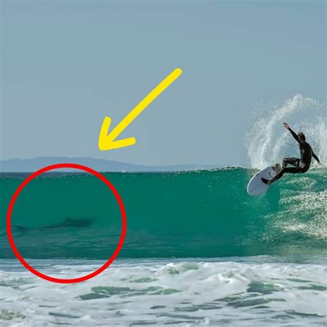 Surfers Share Wave with Great White Shark at Surfing Competition