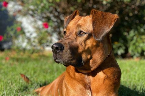 Boxer Great Dane Mix: A Goofball, Yet A Serious Guard Dog