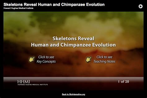 Skeletons Reveal Human and Chimpanzee Evolution Interactive for 9th - 12th Grade | Lesson Planet