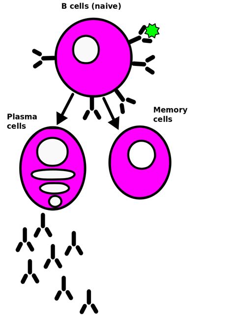 Basics of Biosensing: B-Cells and antibodies