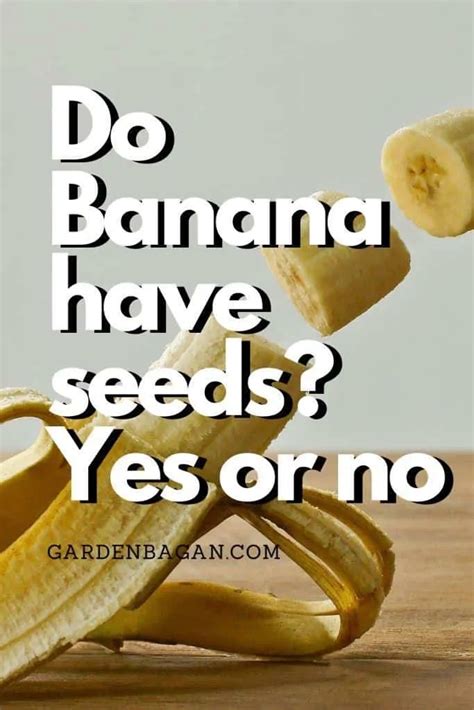 Do Banana have seeds? Yes or no- Kitchen Garden facts - Garden Bagan