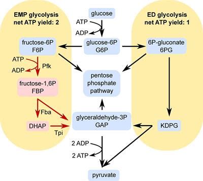 Frontiers | Expression of Phosphofructokinase Is Not Sufficient to Enable Embden-Meyerhof-Parnas ...