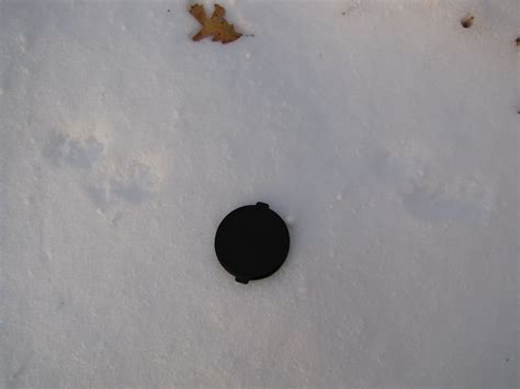 LONG-TAILED WEASEL TRACKS | Long-tailed Weasel Tracks in fre… | Flickr