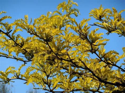 Honey Locust Tree Leaves