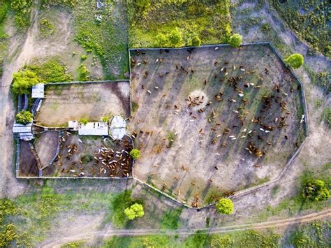 Image of Aerial view of cattle in cattle yards - Austockphoto