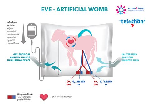 Artificial womb advancing - ResearchCareer