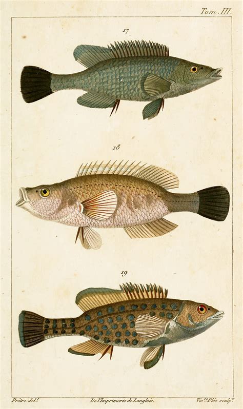 Wrasse Fish Zoological Illustrations by J.G. Pretre circa 1826