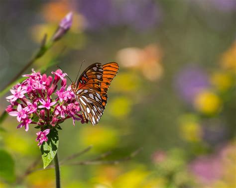 Passion Butterfly Photograph by Julie Andel | Fine Art America