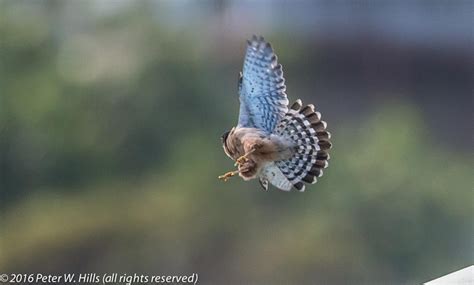 Kestrel Seychelles (Falco araeus) female in flight endemic - Seychelles - World Bird Photos