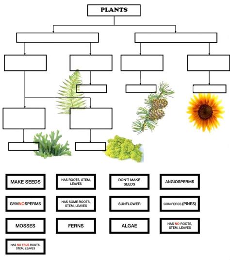 Plants classification activity | Plant classification, Plants worksheets, Plant science