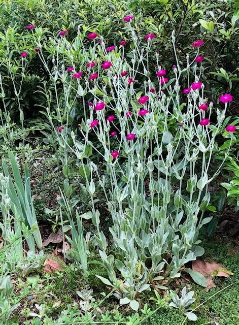 Rose Campion | Piedmont Master Gardeners