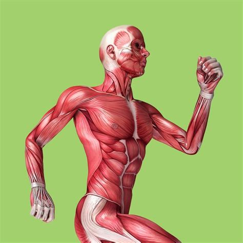 Human Body Learning Lab - Best Anatomy Activities Book for Kids!