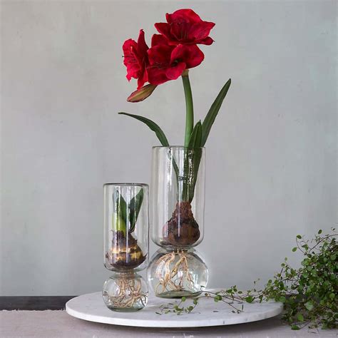 Forcing Bulbs: How to Force Bulbs Indoors | Spring bulbs, Amaryllis ...