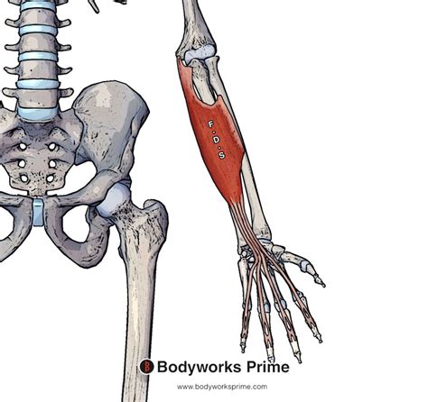 Flexor Digitorum Superficialis Median Nerve