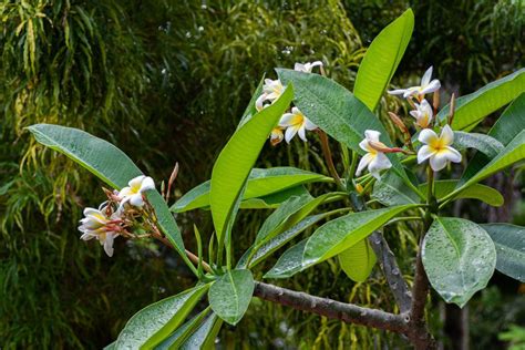 How To Plant And Grow Flowering Trees In Florida