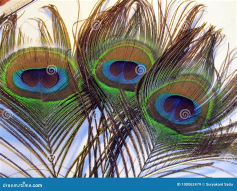 Feathers of peacock stock image. Image of feathers, asiav - 100062479