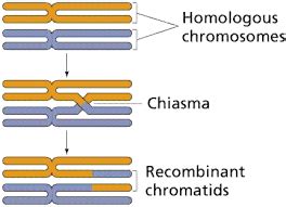 Chapter 10 : meiosis - BORZUYA UNIVERSITY