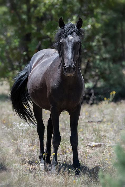 Wild Black Mare Photograph by Saija Lehtonen - Fine Art America