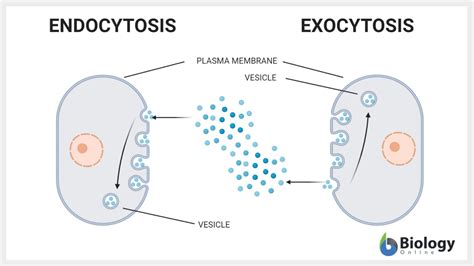 Endocytosis Definition and Examples - Biology Online Dictionary