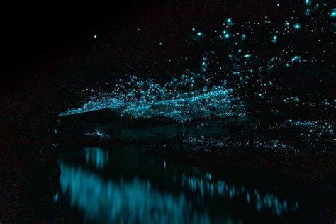 14 amazing places to see glow worms in New Zealand — Walk My World