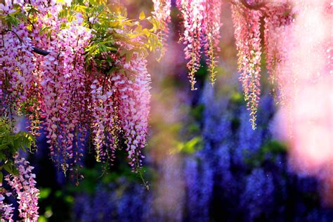 Wisteria Wallpapers - Wallpaper Cave