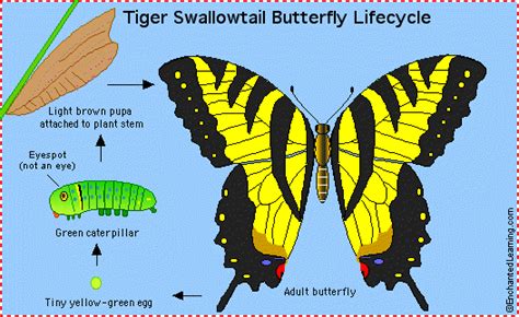 Western Tiger Swallowtail Life Cycle