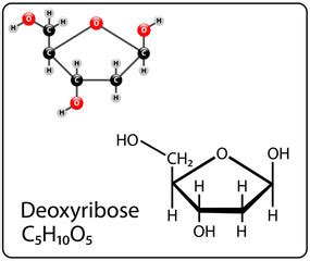 Search photos deoxyribose