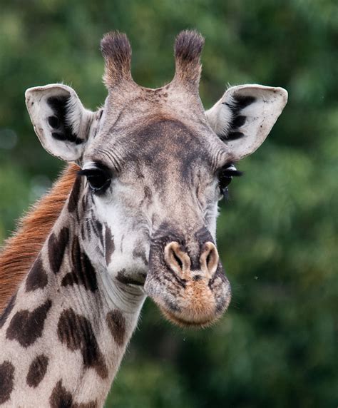 Giraffe head closeup | danny portnoy - photography