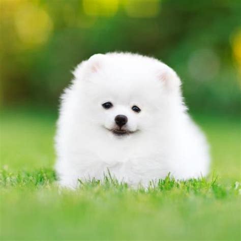 What Are Those Fluffy White Dogs Called