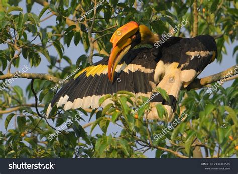 1,589 Great Indian Hornbill Images, Stock Photos & Vectors | Shutterstock