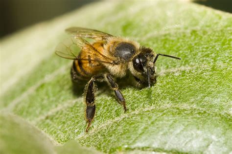 Africanized Bees Found in Tennessee for First Time