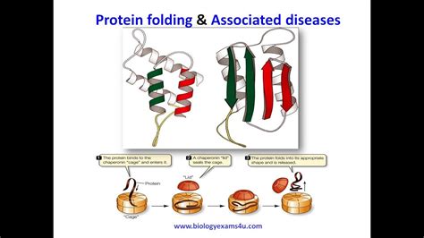 Protein Folding, Accessory Proteins and Diseases - YouTube