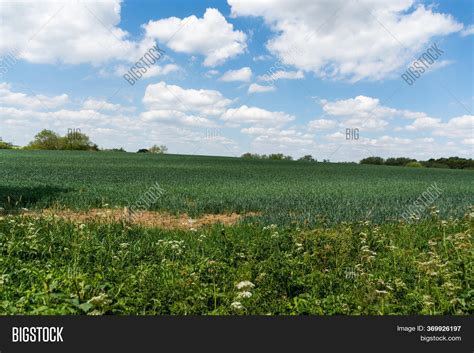 Field Long Green Grass Image & Photo (Free Trial) | Bigstock